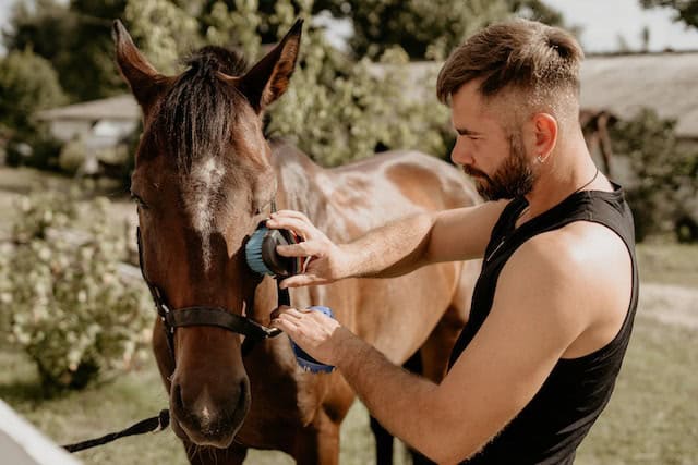 Come Si Fa a Comprare un Cavallo?