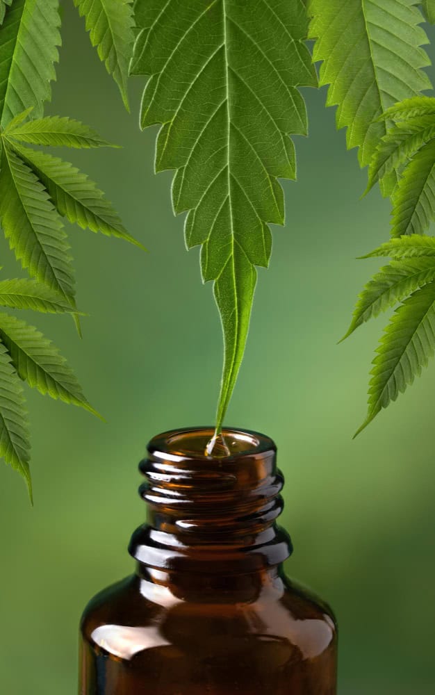 Come ingerire l'olio di CBD: Il Tuo Guida Completa