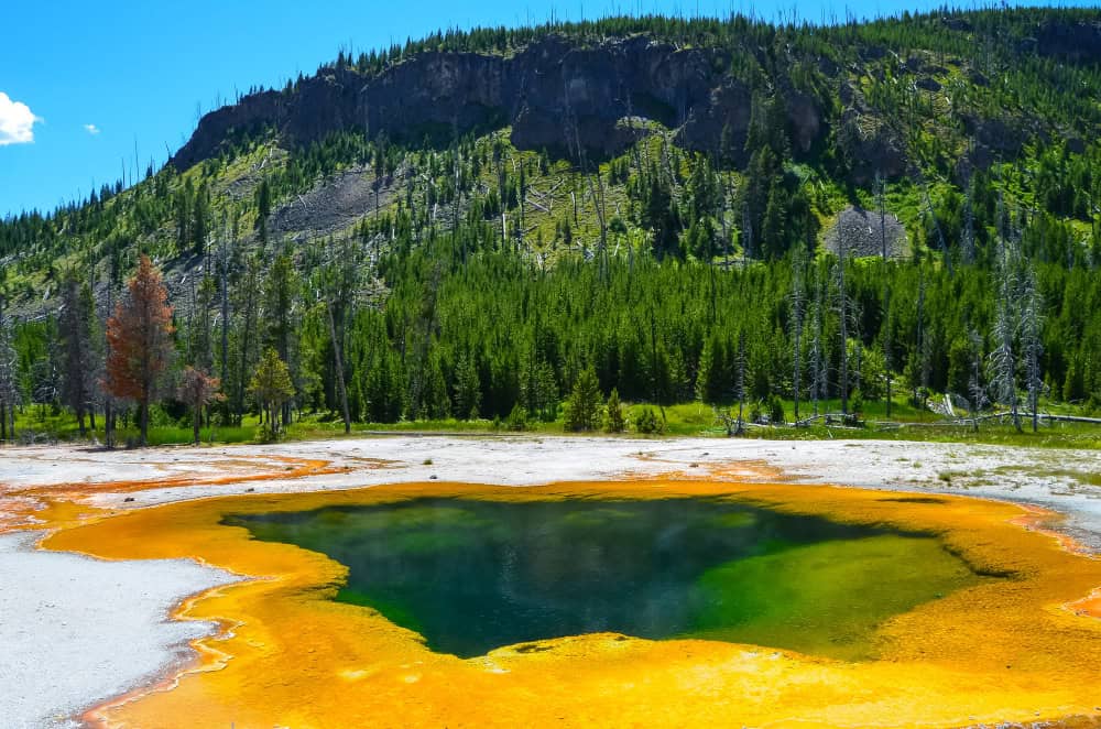 Il lato selvaggio di Yellowstone avvistamenti di fauna e flora